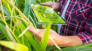 5 dicas para pequenos produtores inovarem no campo praticamente de graça