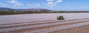 Veja qual o estado com maior produtividade de algodão do país
