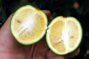 Citricultores devem entregar relatório de Greening até 15 de janeiro