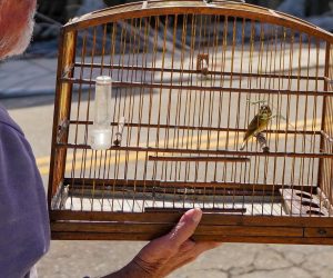 Eventos com aglomeração de aves seguem suspensos em SC