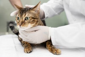 Diabetes em gatos: descubra o que fazer e como tratar
