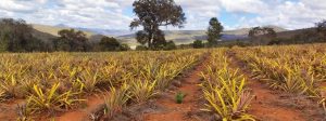 Agricultores mineiros têm isenção de ICMS para fornecimento de merenda escolar