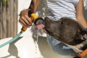 Onda de calor: como cuidar dos pets durante as altas temperaturas?