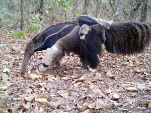 Programa identifica mais de 60 espécies de mamíferos em SP