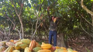 Lei fortalece incentivo à produção de cacau de qualidade