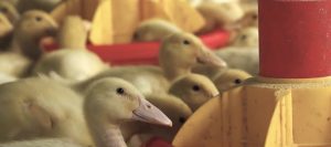 Exportações de carne de pato crescem 18,9% em 2023