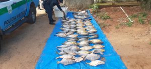 Operação Piracema apreende quase 1 tonelada de peixes