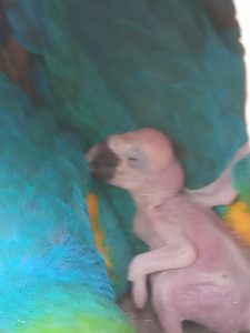Zoológico de Cascavel registra nascimento de arara-canindé