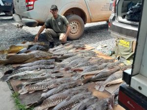 Mais de R$ 61 mil em multas: jacaré e 371 kg de pescado são apreendidos em fiscalização