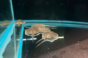 Bioparque registra nascimento de 14 arraias no 1° dia de 2024