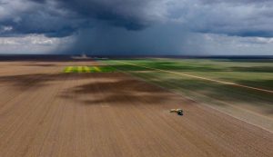 Plantio de soja está chegando ao fim; 1,9 milhão de hectares já foram plantados