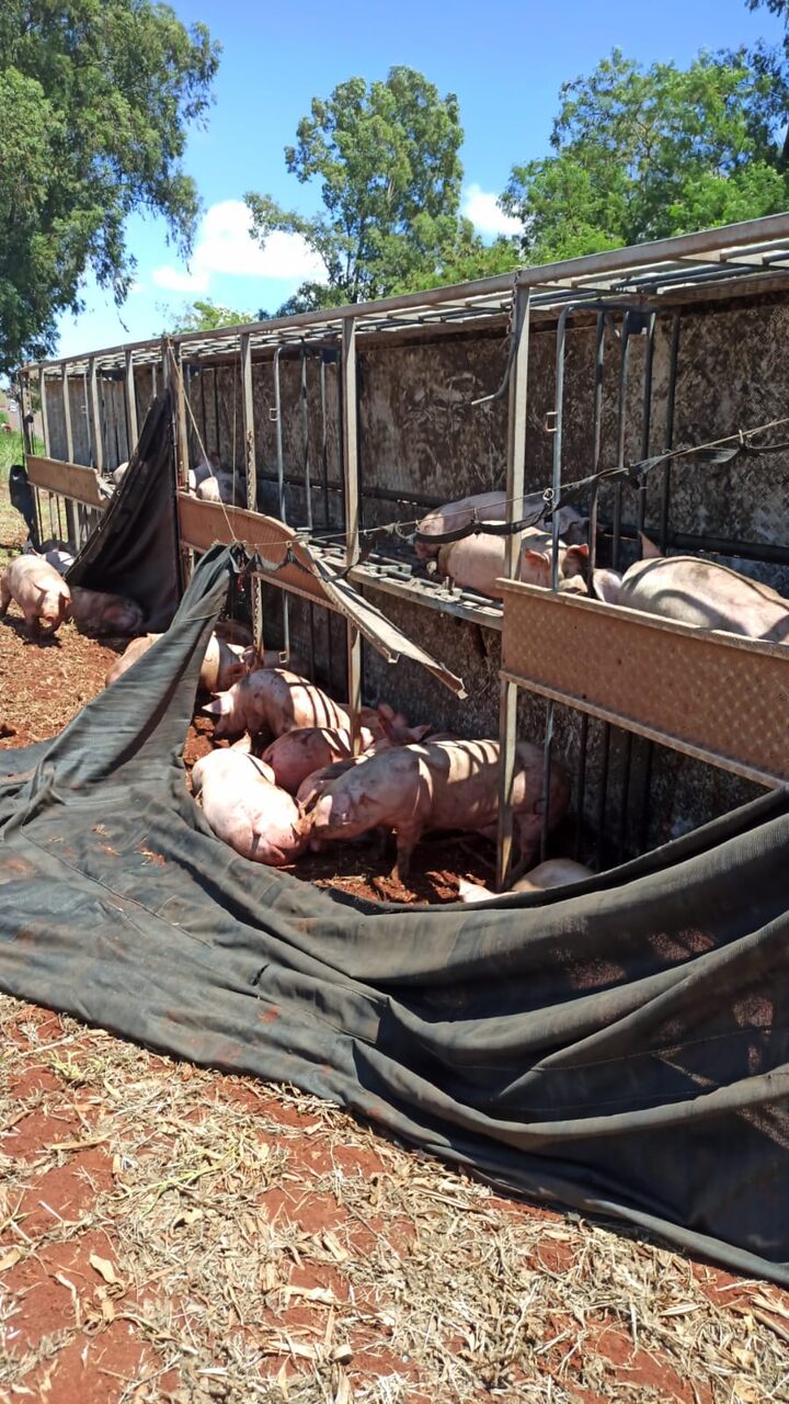 Caminhão que transportava porcos se envolve em acidente e animais ficam espalhados pelo local