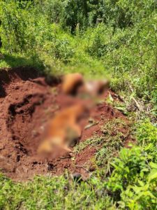 Homem suspeito de matar cães de forma cruel é preso em Cascavel