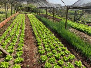 Convênio de Assistência Técnica e Extensão Rural da Itaipu vai beneficiar 2.500 famílias agricultoras