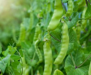 Produção de ervilha torta é alternativa rentável para agricultura familiar