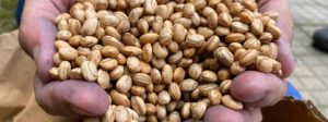 Sementes de feijão são doadas para produtores afetados pela seca