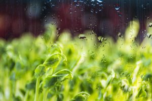 Paraná deve ter chuva até domingo e na segunda o calorão volta com tudo