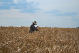 Zoneamento Agrícola de Riscos Climático para cereais de inverno foi atualizado