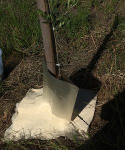 Embrapa e empresa privada vão desenvolver mantas de lã de ovelha para fruticultura