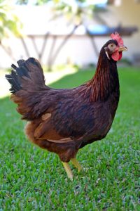 Brasil exporta primeira remessa de genética de aves para Angola