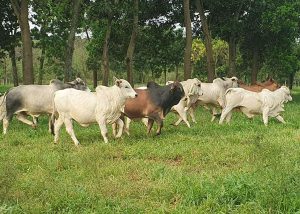 Protocolos de produção de carne reduzem em até 15% a emissão de gás de efeito estufa