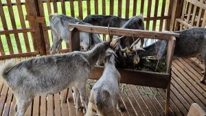 Inscrições para curso sobre produção de caprinos e ovinos estão abertas