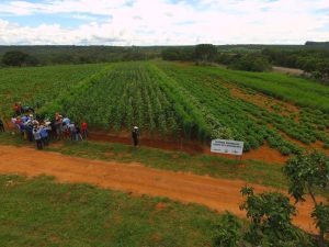 Estratégia agroecológica garante produções saudáveis e resistentes às adversidades climáticas