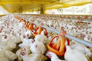 Melhores avicultores e suinocultores vão ser premiados no 36º Show Rural