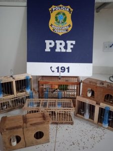 PRF resgata 14 aves silvestres dentro de ônibus de turismo