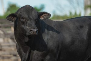 Associação Brasileira de Brangus estreia projeto itinerante no Show Rural