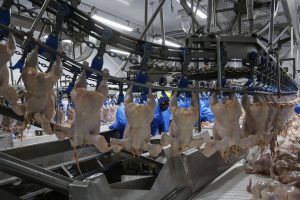 Cinco frigoríficos do PR podem ser habilitados a exportar para a China