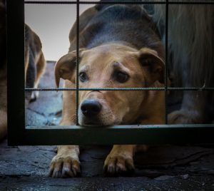 Coreia do Sul proíbe consumo de carne de cachorro