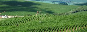 Exportações do agro batem recorde de volume em 2023
