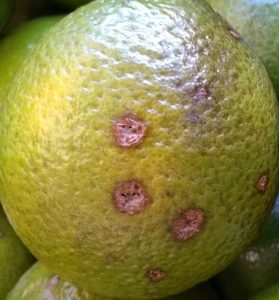 Alerta! Produtores devem ficar atentos à praga do limão, laranja e tangerina