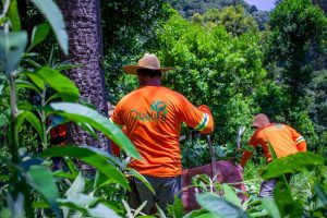 Empresa de erva-mate do Paraná ganha certificações internacionais