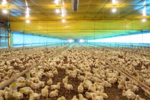 Paraná contabilizou 13 focos de Influenza Aviária em 2023