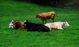 “Moscas podem causar perdas de até 40kg do peso dos bovinos”, alerta médico veterinário