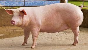 Manejo correto de marrãs é essencial para uma boa produtividade do sistema