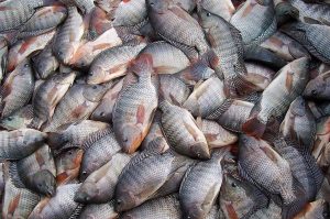 Peixe BR questiona MAPA sobre controle de vírus em tilápia importada do Vietnã; Brasil é considerado zona livre