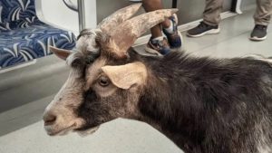 Bode viajante: animal é flagrado passeando de trem em São Paulo