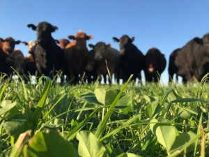 Projeto Lavoura de Carne vai mostrar características da pecuária de alta performance
