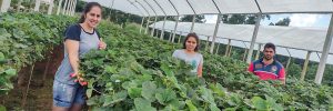 Diversificar produção foi solução para agricultora familiar no PR