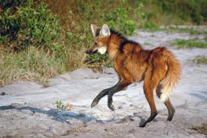 Lobos-guarás são monitorados e recebem tratamento em áreas protegidas