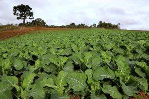 PR terá espaços para fruticultura e olericultura no Show Rural 2024