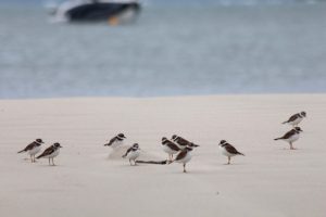 Aberta temporada do Passarinhar Paraná com tour pela Ilha do Mel