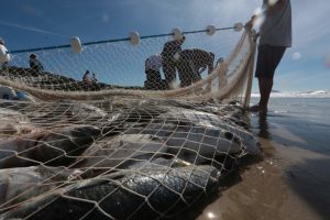 Projeto voltado à pesca é aprovado em programa e recebe investimento