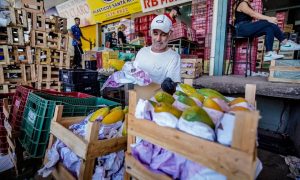 Conab registra queda de preços da alface