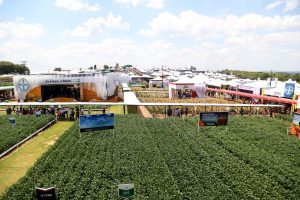 Para prevenir gripe aviária, proibição de aves em eventos é renovada