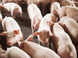 Produção de milho tem queda e criação de suínos bate recorde