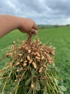 Produtores brasileiros investem cada vez mais no cultivo de amendoim